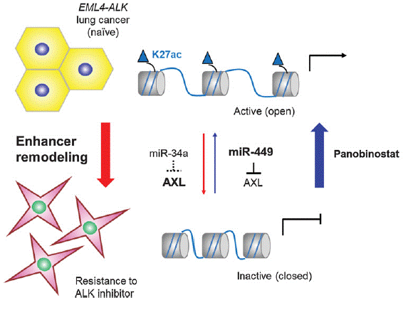 DNA strands are wrapped around proteins called histones. Epigenetic modifications to histones can cause the DNA to be packed tightly, which causes genes to be inactive, or packed loosely, allowing genes to be expressed. 