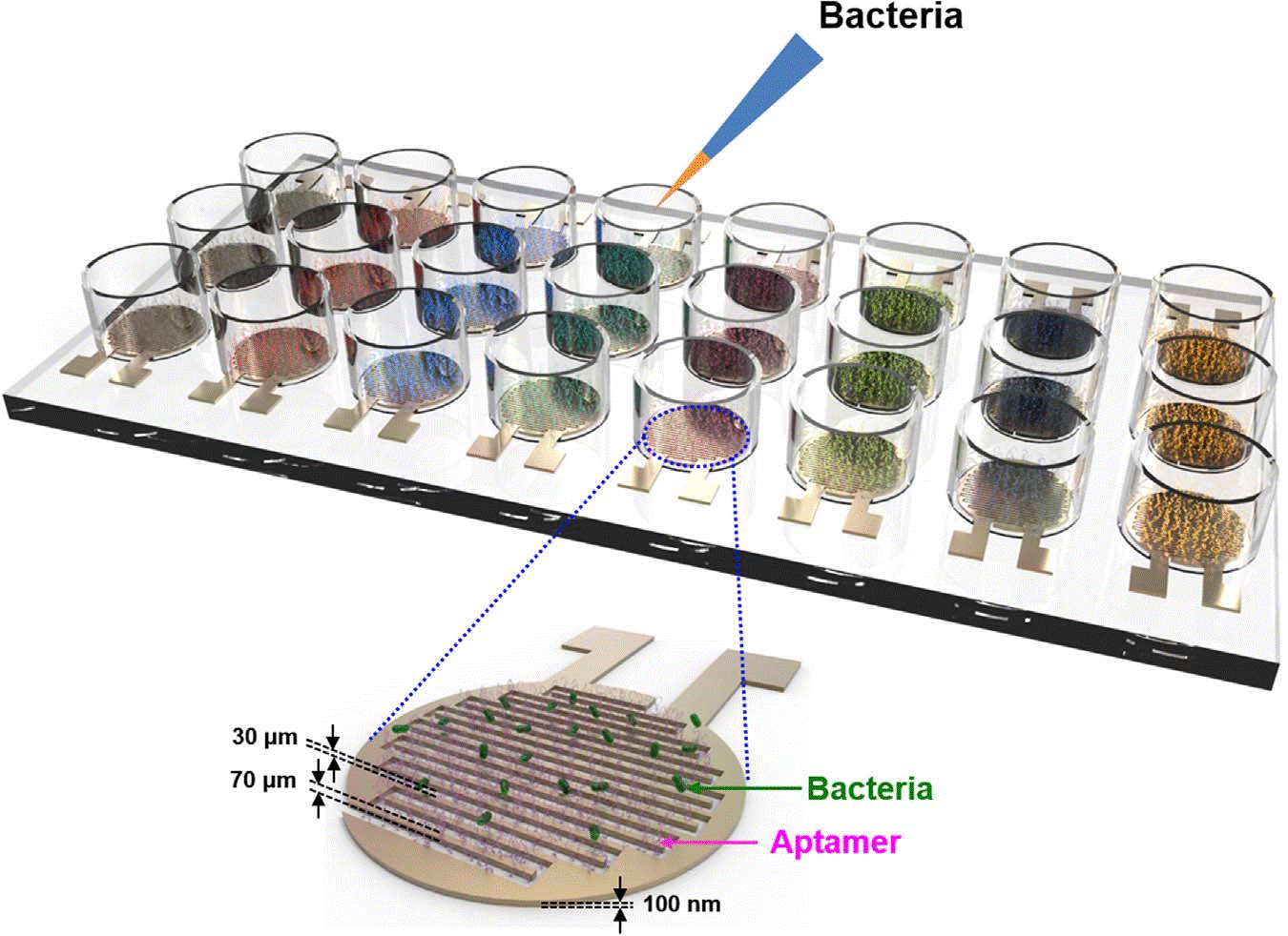 Aptamer-functionalized capacitance sensor array. Aptamers are immobilized onto the sensor surface between electrodes, and the binding of bacteria increases the capacitance of the sensor.