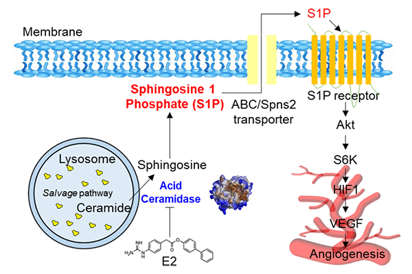 Scientists have identified a new compound, E2, along with its target protein ASAHI, that offers promise for the development of new cancer therapies. 