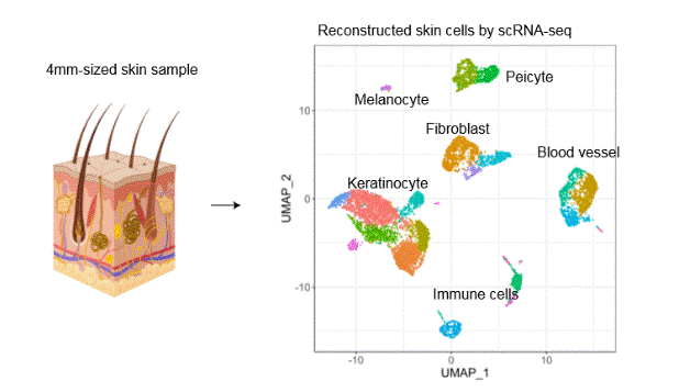 scRNA-seq enables the measurement of gene expression in each individual cell.