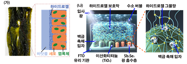 사진2. (가) 해조류 표면 구조 개요도, (나) 하이드로젤 보호막이 코팅된 광전극 구조