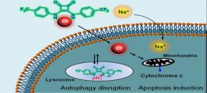 Artificial Ion Transporters: Cell Death by Sodium Chloride Ions