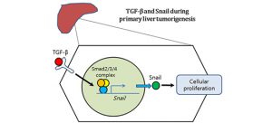 New Pathway from Liver Cirrhosis to Liver Cancer Discovered
