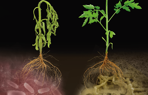 Microbial Mercenaries for Plant Disease Resistance Ungrounded