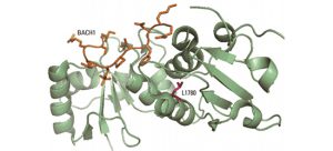 Genetic Variant that Increases the Risk of Breast and Ovarian Cancer in Korean Population Discovered