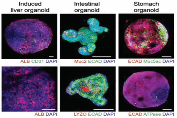 Three-dimensional liver organoid represents breakthrough for drug screening and tissue engineering
