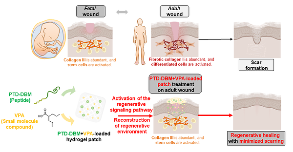 Novel Materials for Regenerative Wound Healing