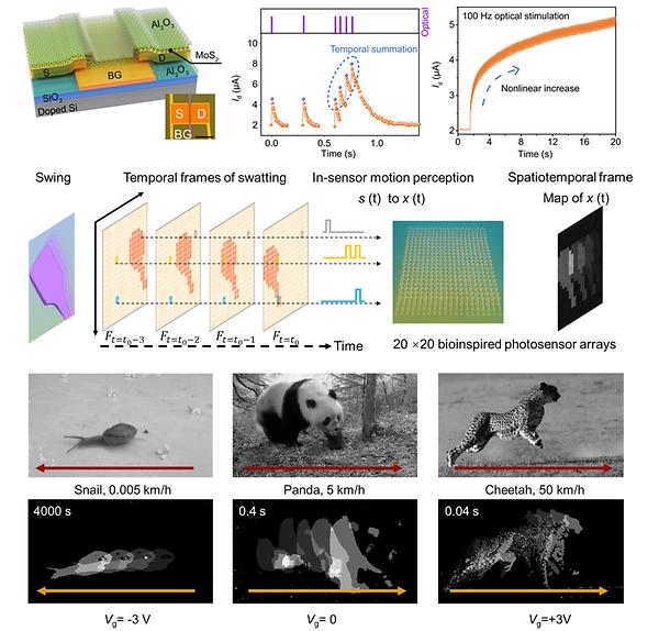 Prof. Ahn’s Research Team Developed an Ultrahigh-Speed Motion Recognition Optoelectronic Sensor Inspired by Insect Eyes