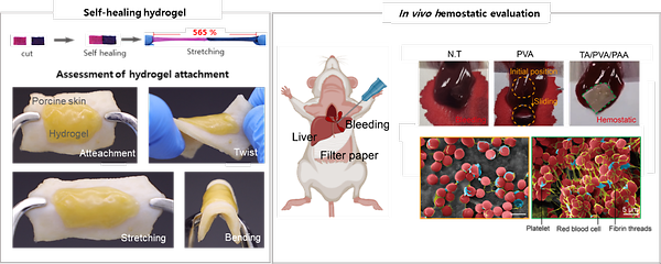 Fast-setting and Mechanically Superior Hydrogel for Dressing Surgical Wounds