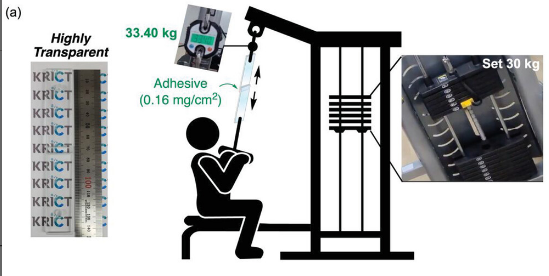 Bio-safe, Eco-friendly, High-strength Adhesive Material 