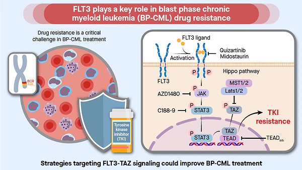 Hidden Mechanisms of Drug Resistance in Patients with Blast-phase Chronic Myeloid Leukemia Discovered