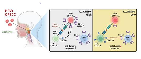 Precision Cancer Immunotherapy Target for HPV-positive Oropharyngeal Cancer Discovered