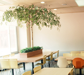 Yonsei Plaza  Cafeteria
