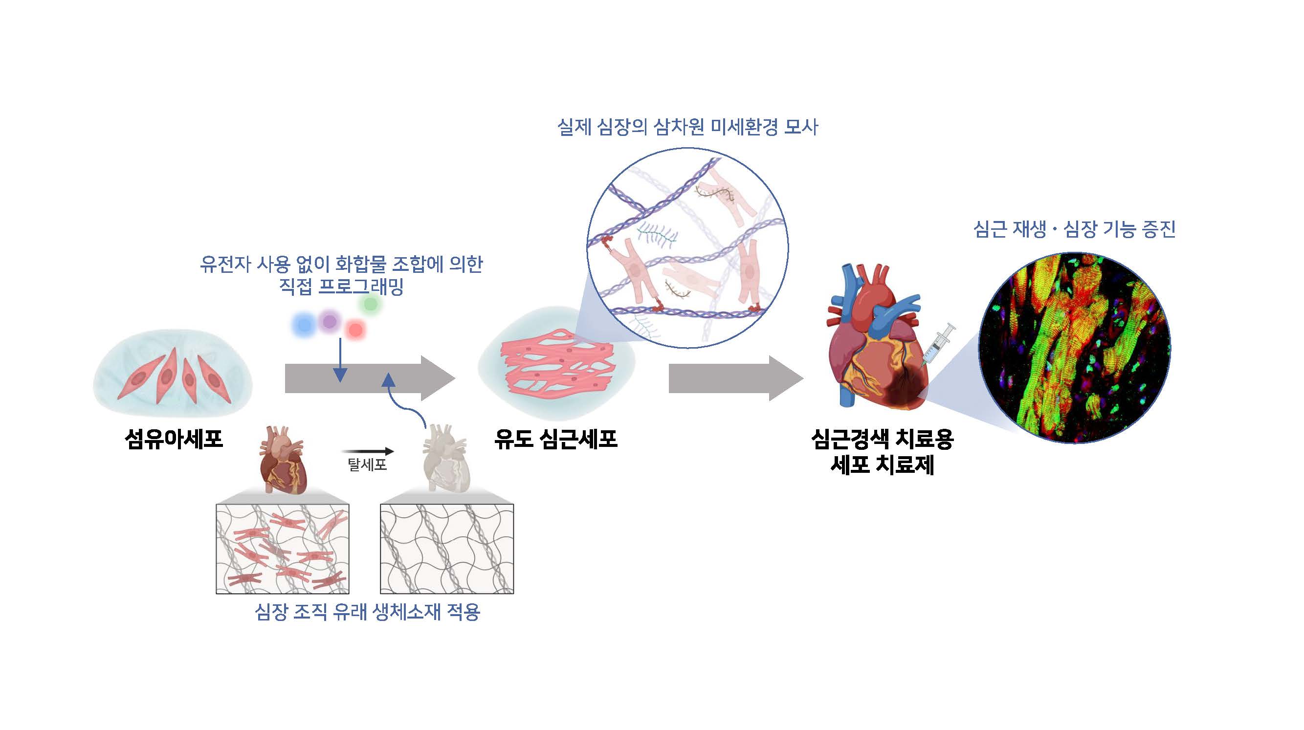 [2022. 12. 15.] 연세대 조승우 교수팀, 서울성모병원 연구팀과 심장질환 치료용 유도심근세포 생산 기술 개발