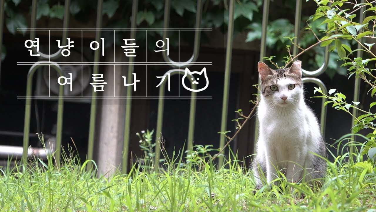 연냥이들의 여름나기🐱💙